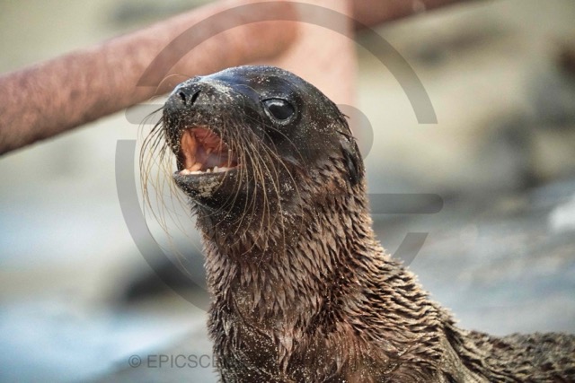 Ultimate 5-Day Galápagos Islands Itinerary: Self-Guided Wildlife Adventure