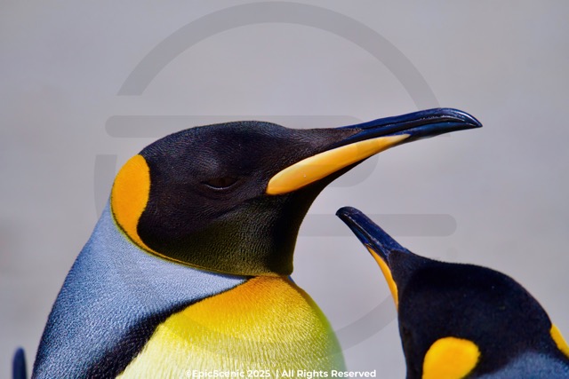 Ultimate Antarctica Cruise Guide: Southern Hemisphere Expedition Itinerary