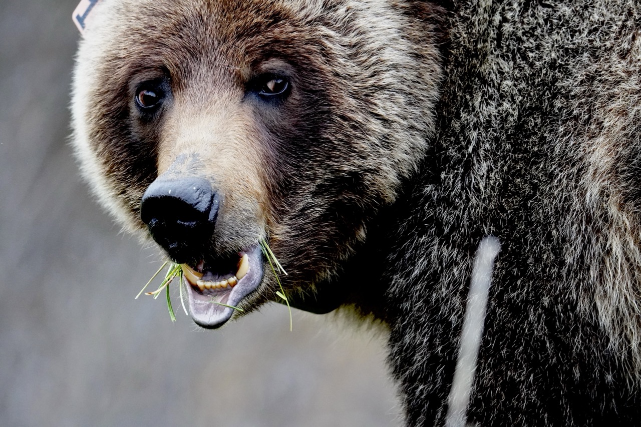 How to Actually See Wildlife in Banff & Jasper